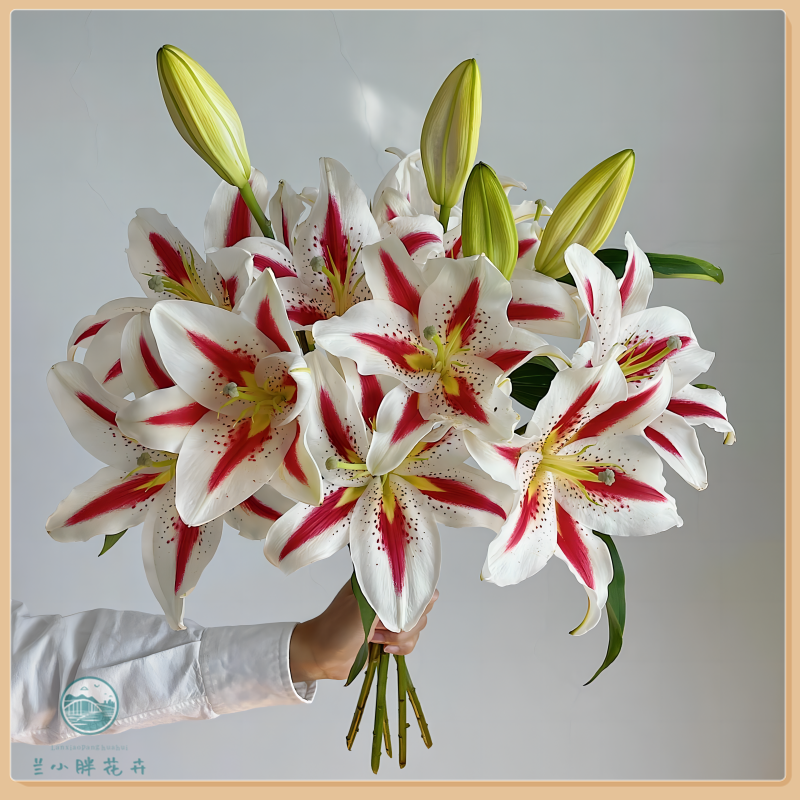 【兰小胖】精选A级-笑脸浓香型百合多头5枝装稀有小众鲜花顺丰发货