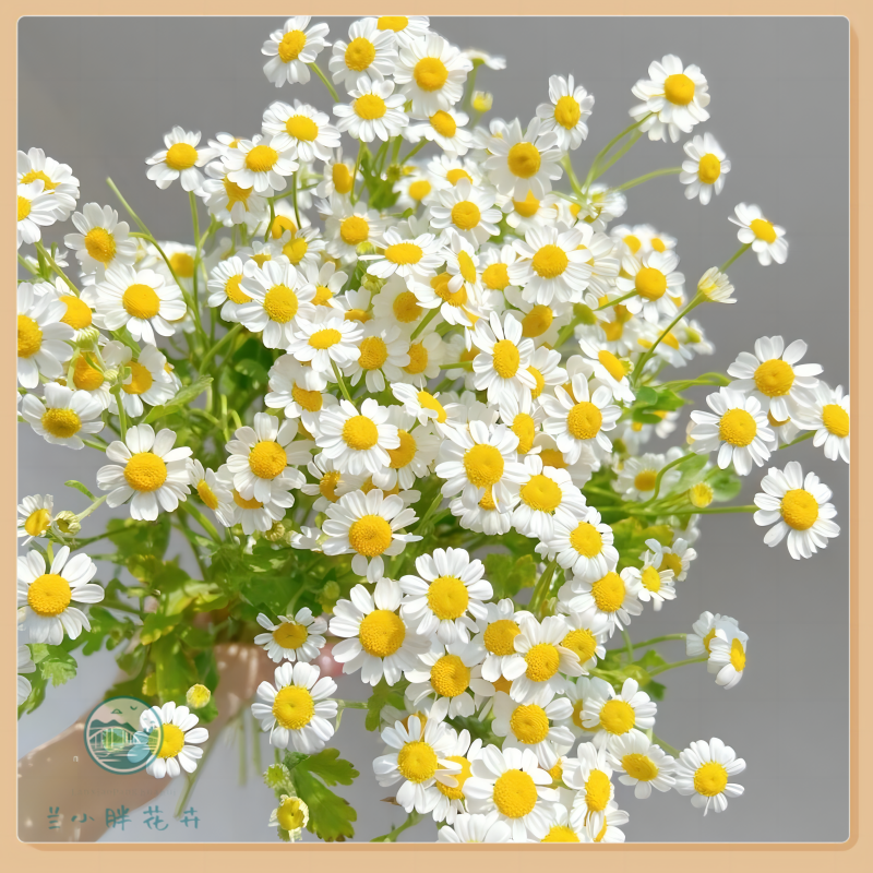 【兰小胖】精选A级-洋甘菊 清新鲜花轻盈灵动 超长花期 顺丰包邮  