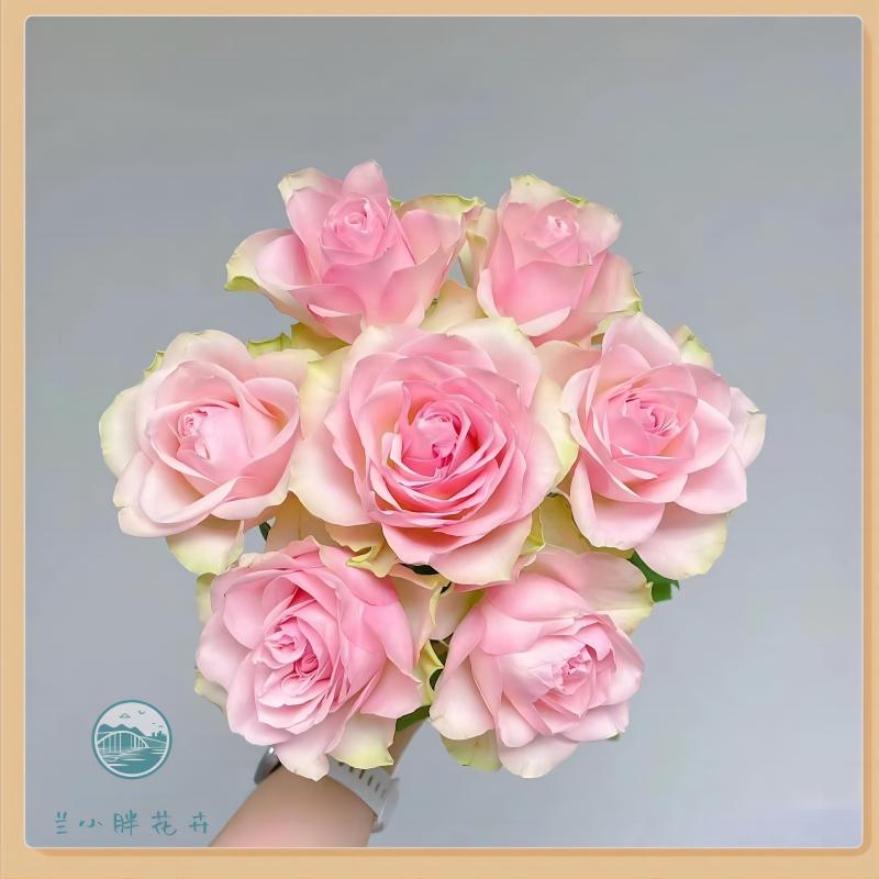 【兰小胖】精选方德-美人玫瑰10枝(注意：特殊花材，收到带包装醒花)