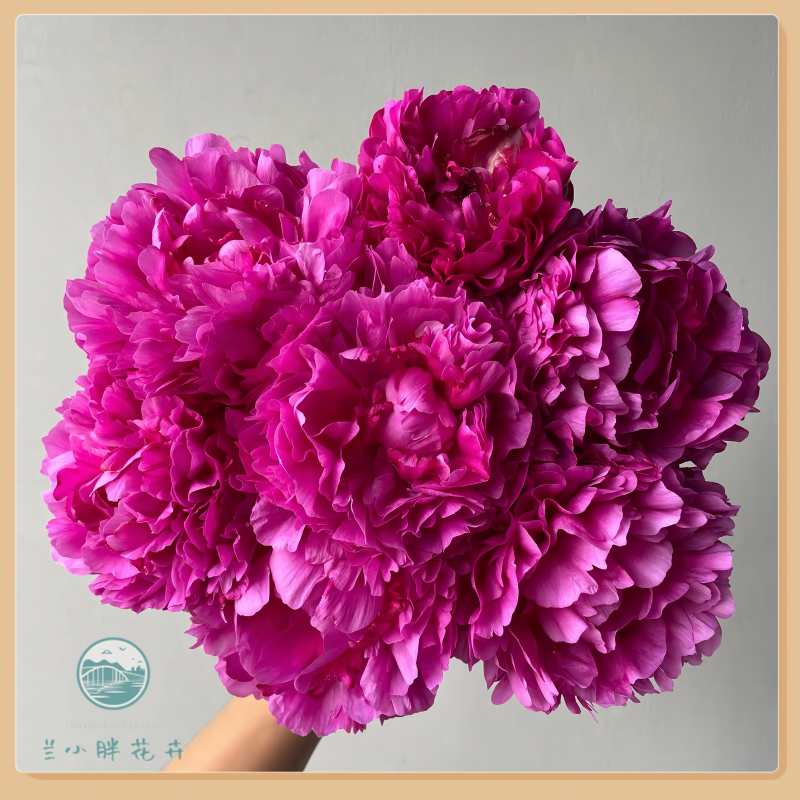 【甘肃自产】精选芍药-红富士芍药鲜切花5枝装 季节限定 顺丰包邮