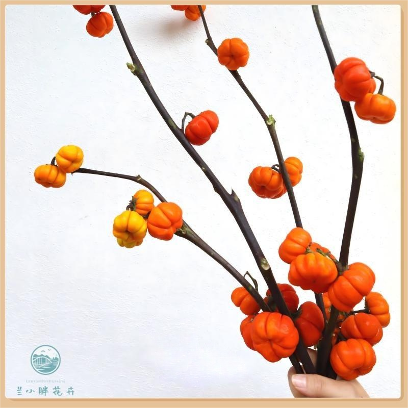【兰小胖】精选观赏果实花-鲜切小南瓜 （非食用）可做干花 顺丰发货 
