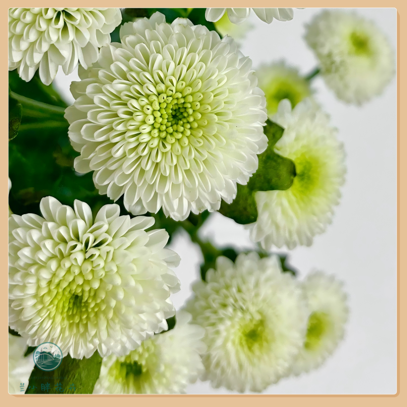 【兰小胖】A级精选小菊-科隆香水10枝装 超长花期养护简易 顺丰包邮