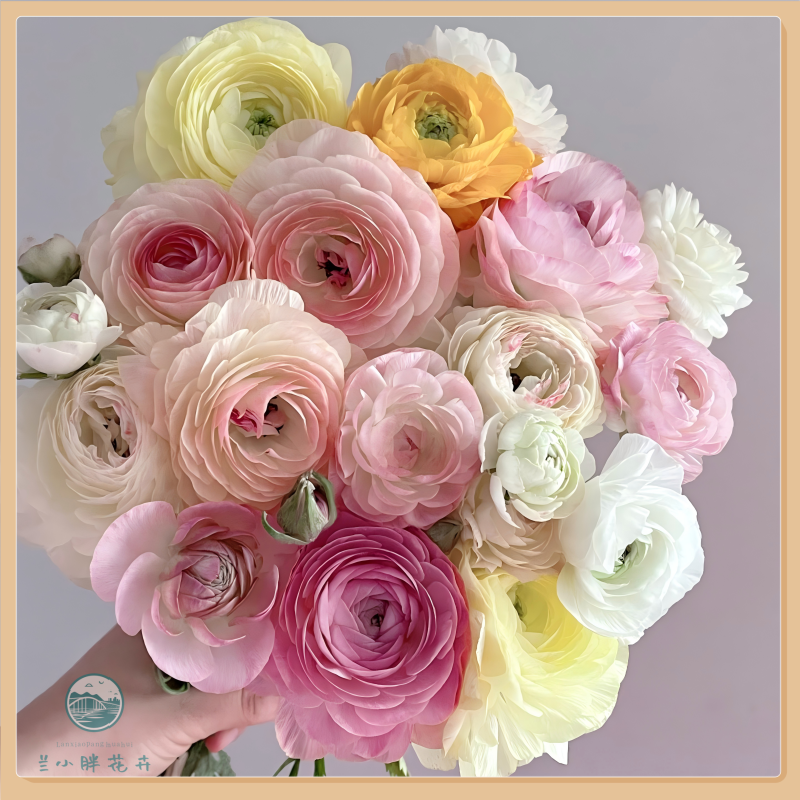 【兰小胖】季节精选-A洋牡丹10枝装（生花苞发货，养成系花）冬季限定