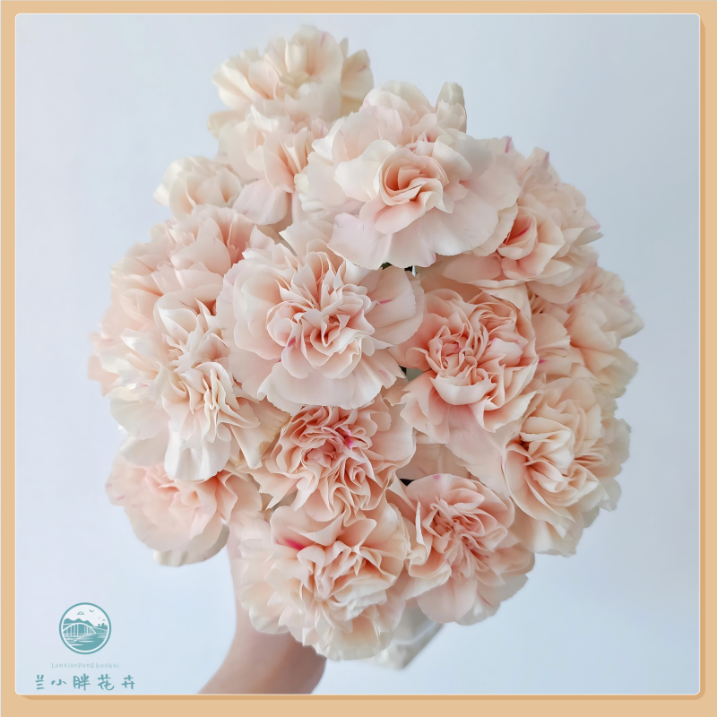 【兰小胖】精选-初吻康乃馨20枝装 养护简易 超长花期 顺丰发货 