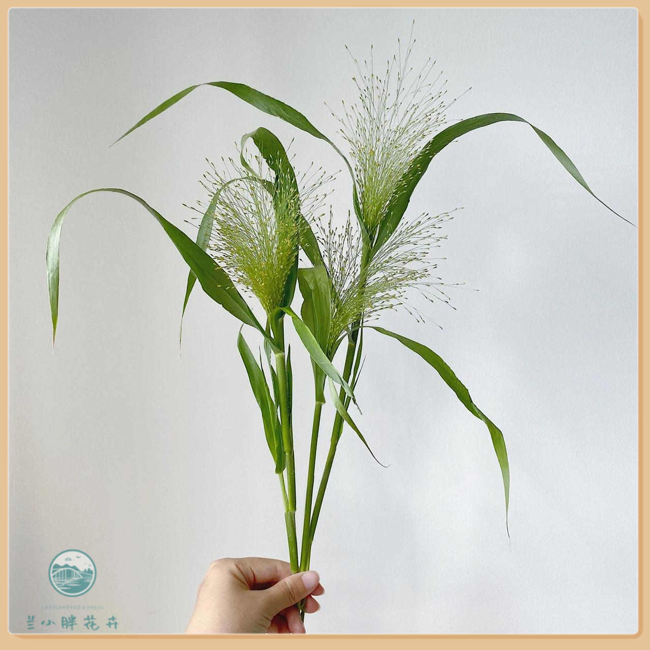 【兰小胖】精选A级-喷泉草10枝装 灵动清新配草 百搭鲜花 顺丰包邮