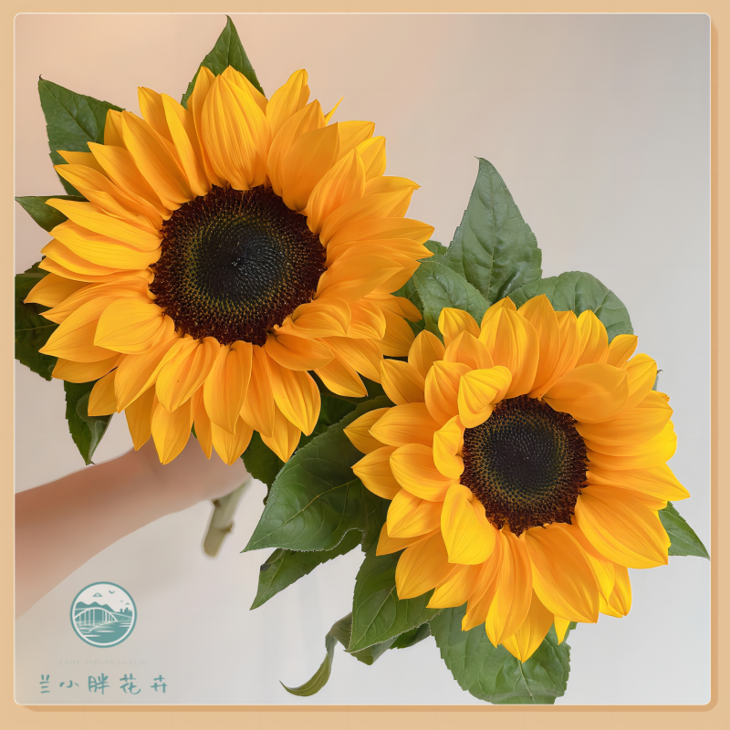 【甘肃自产】精选向日葵-经典黑心款中花型5枝装养成系鲜花顺丰包邮