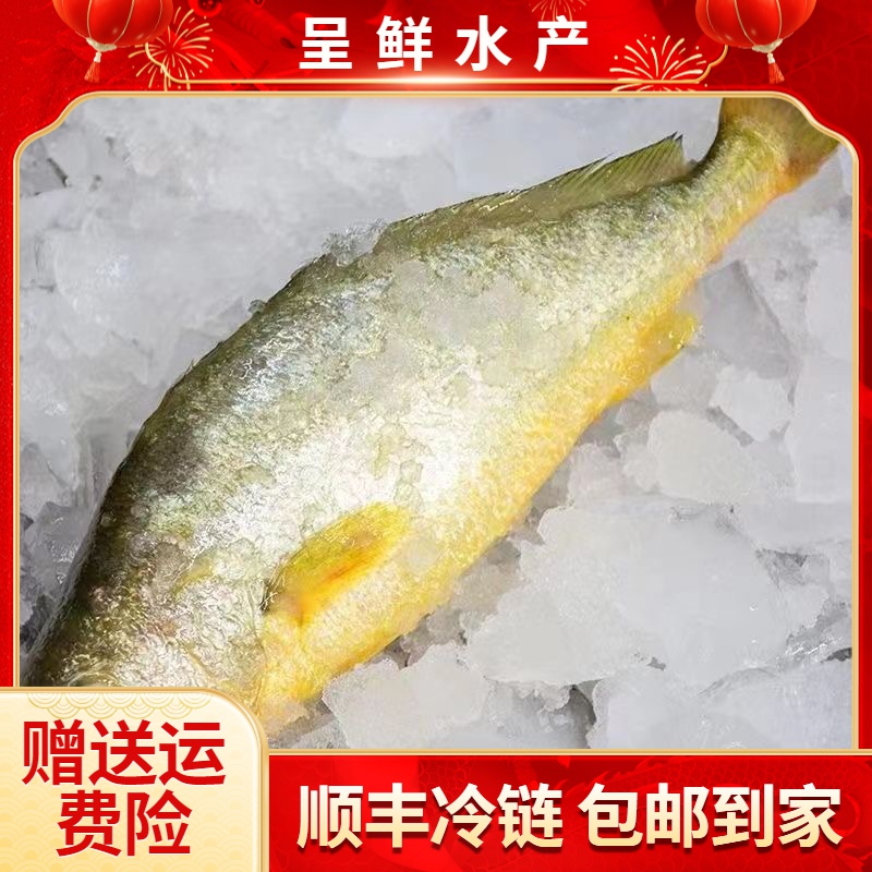 东山岛海钓丰富黄花鱼 野化黄花鱼 新鲜活冻