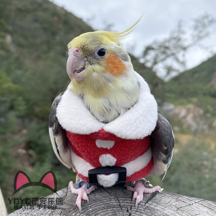YOYO定制鹦鹉飞行服秋冬加厚保暖鸟类衣服放飞遛鸟服装圣诞飞行服