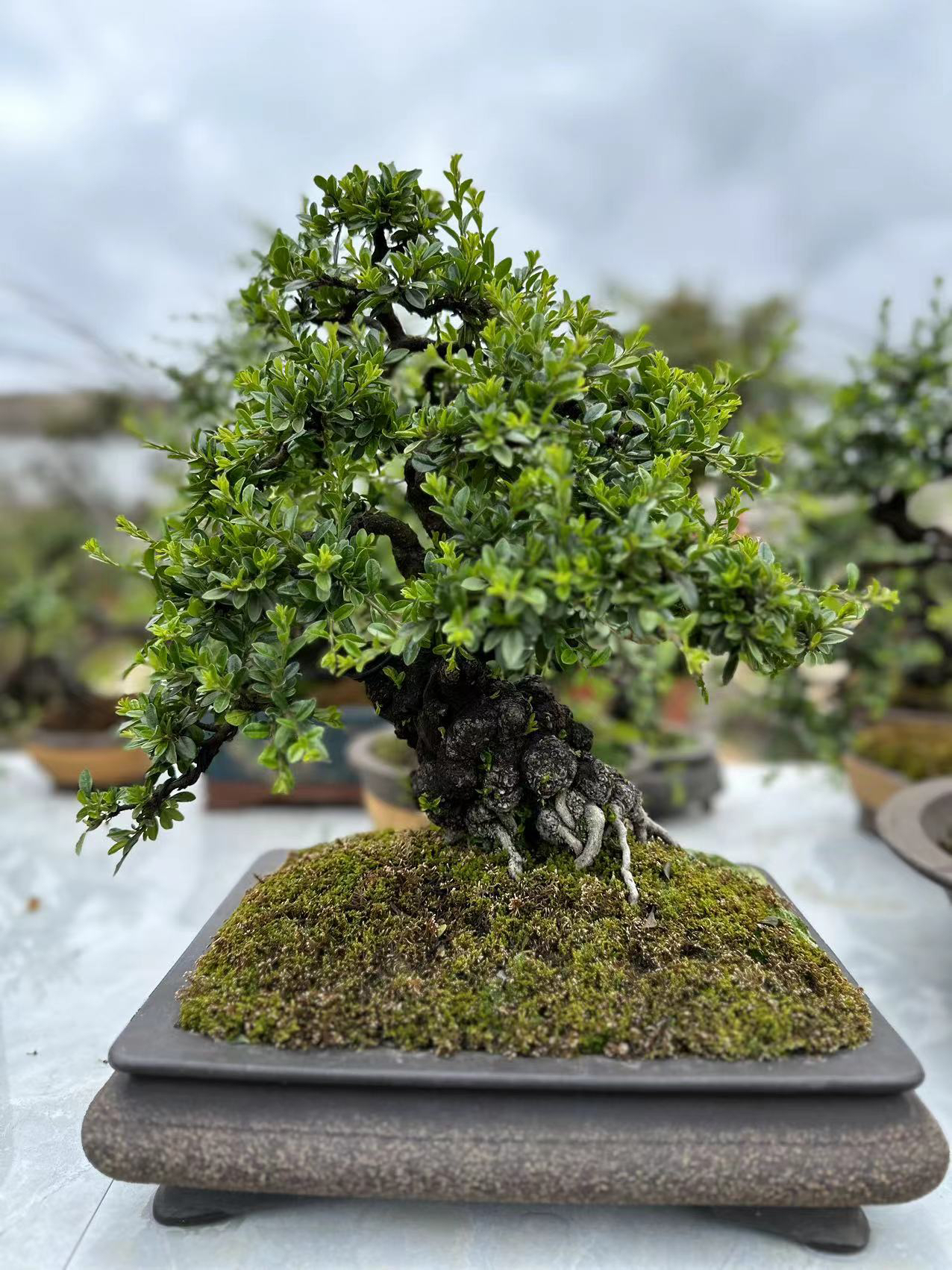 直播链接。西施 白花 七彩大果荀子付米链接