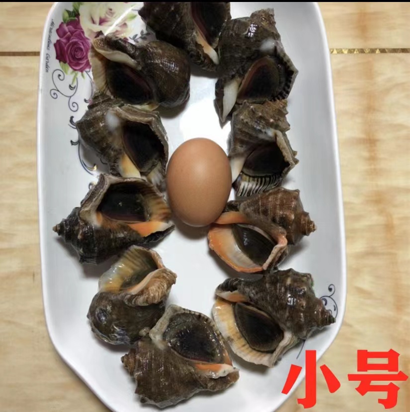 连云港  1两海螺  3斤装（25个左右）散装称重质量