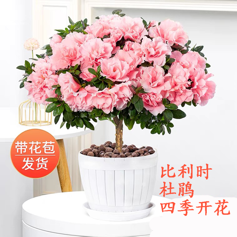 小桃红杜鹃粉色杜鹃花比利时四季开花带花苞发货