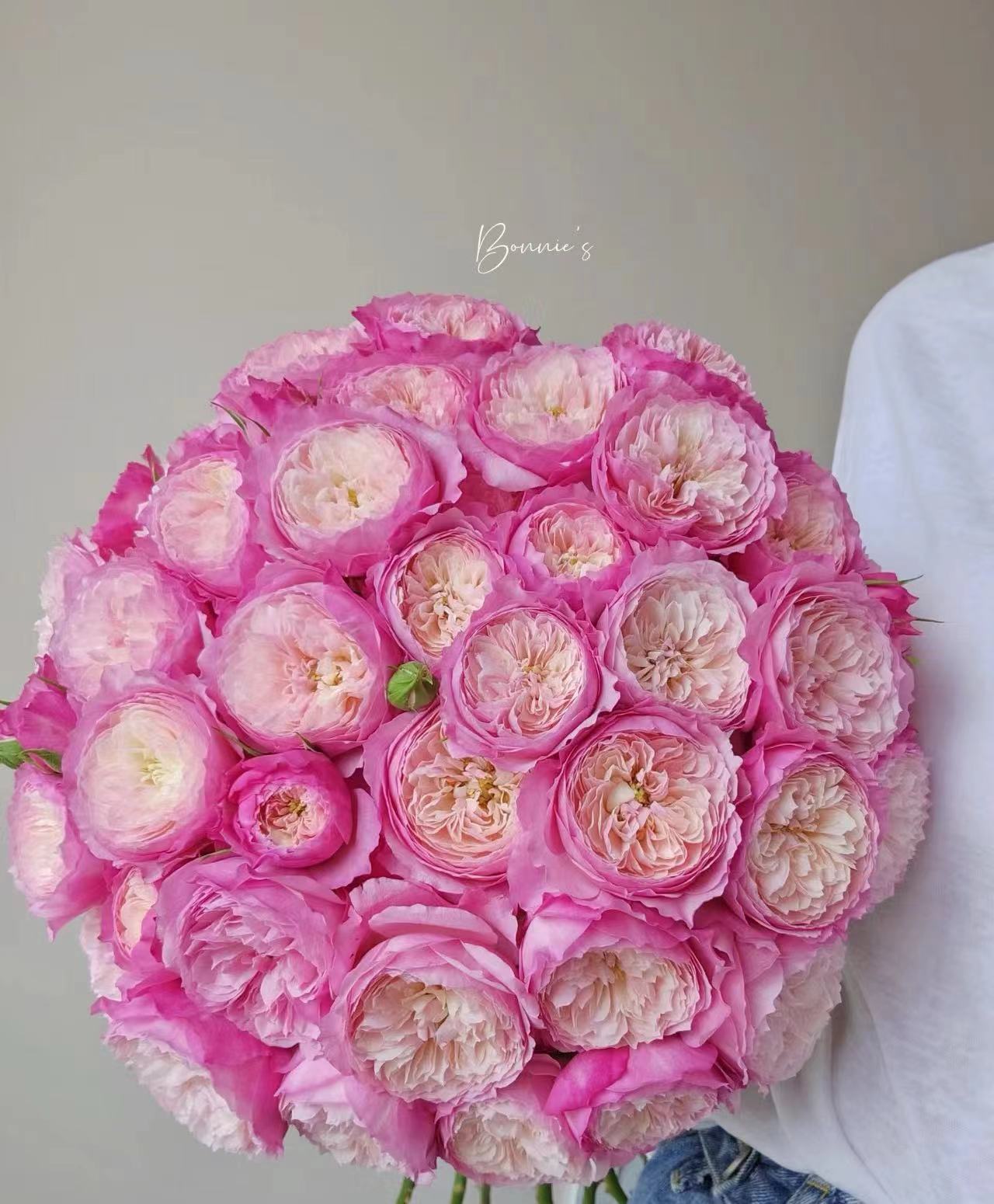 【 康斯坦茨玫瑰链接】鲜切花美观养护