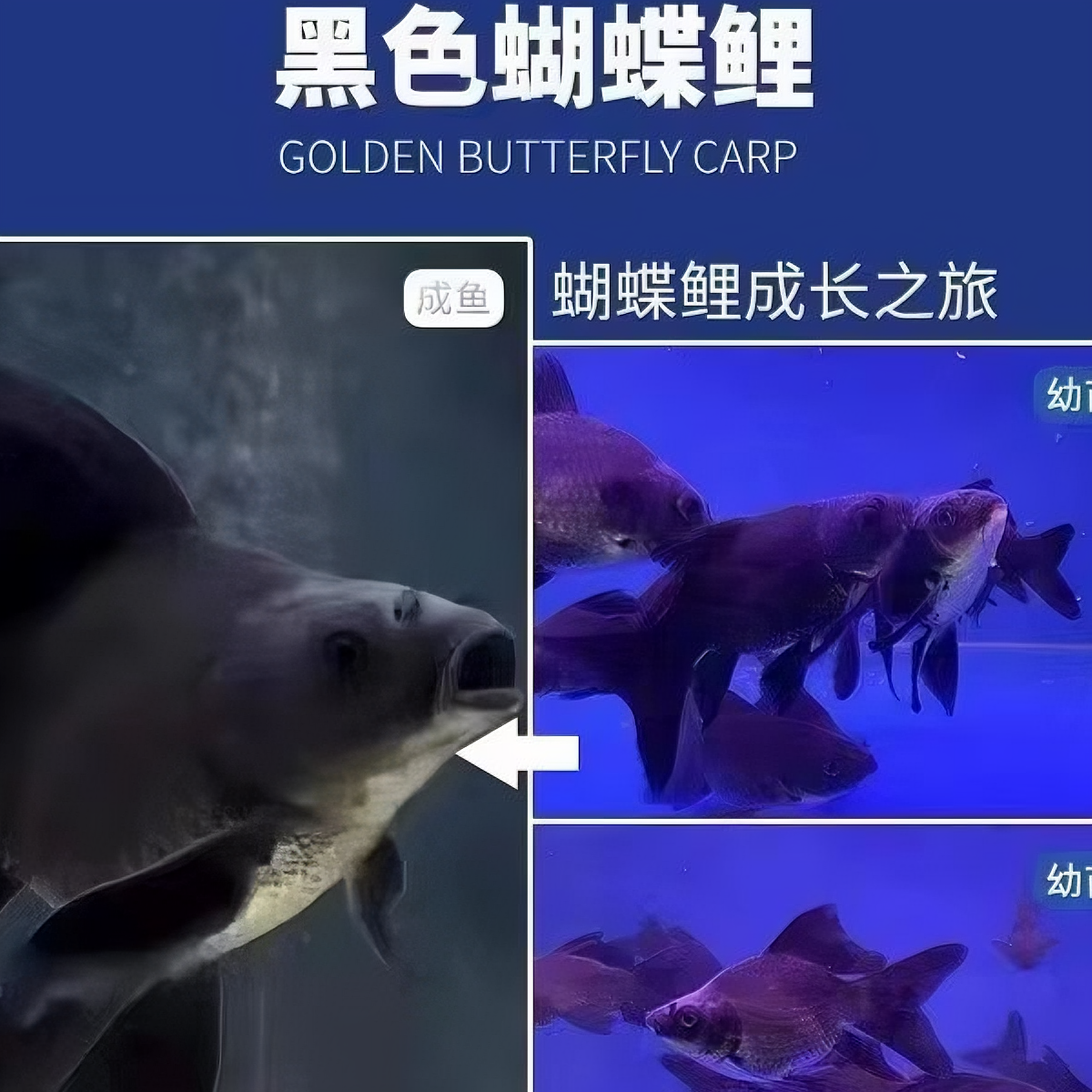 蝴蝶鲤16-18墨蝶蝴蝶鲤观赏鱼