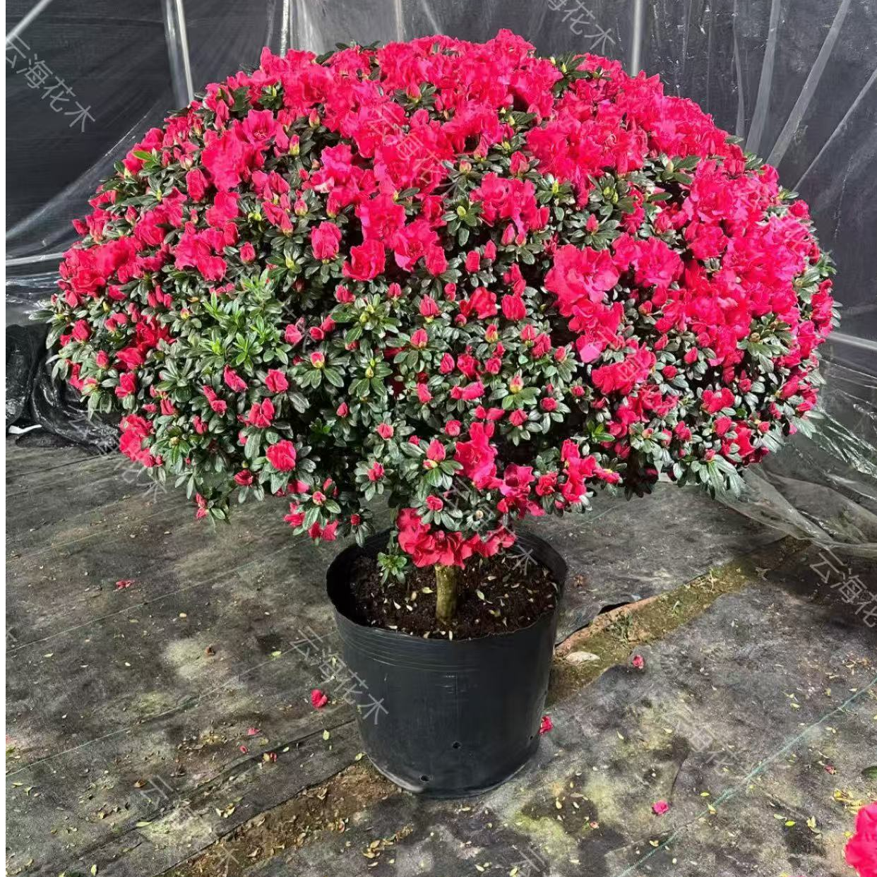 （超大冠幅）四季开花中国红杜鹃花室内室外带花包发货基地直发包邮