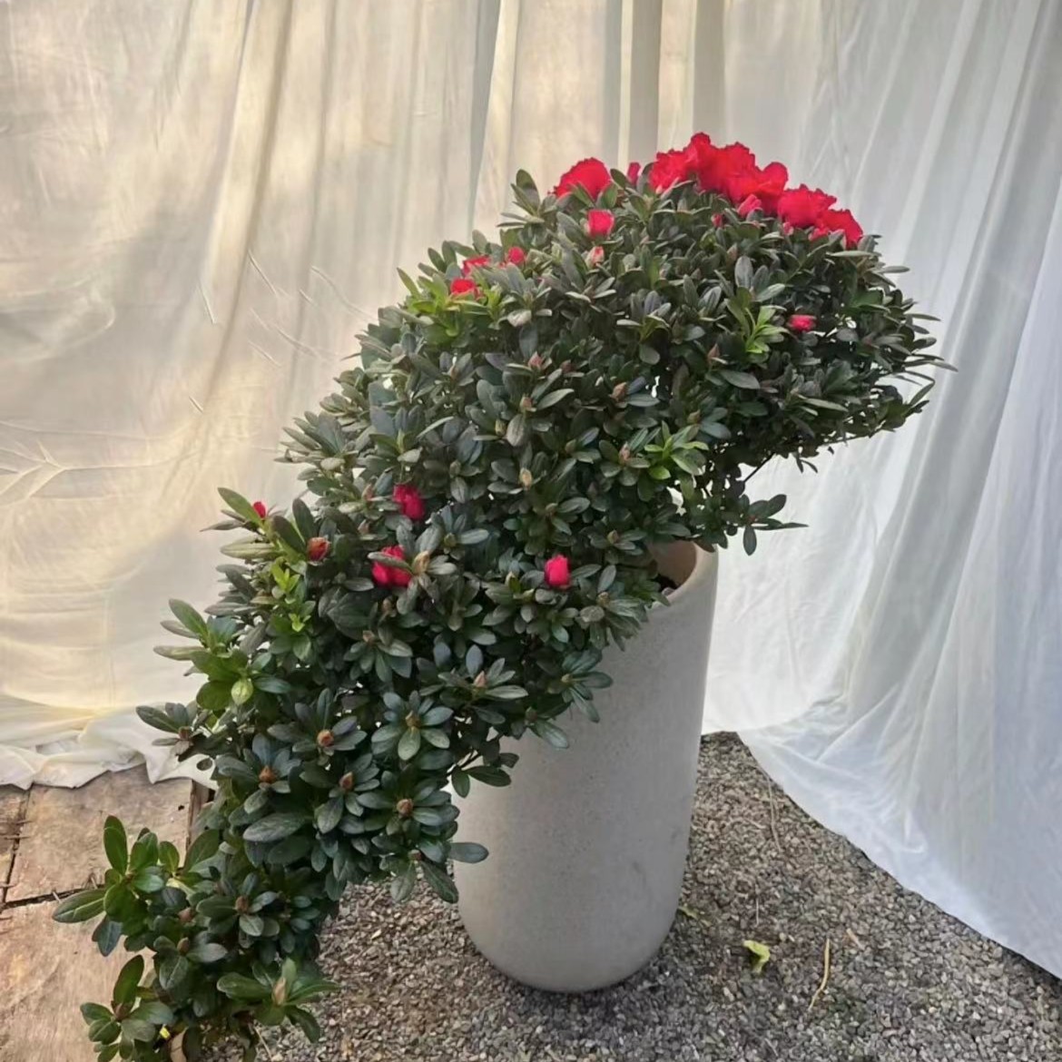 （云海花木）高山流水造型精品杨梅红杜鹃花室内室外盆栽地栽