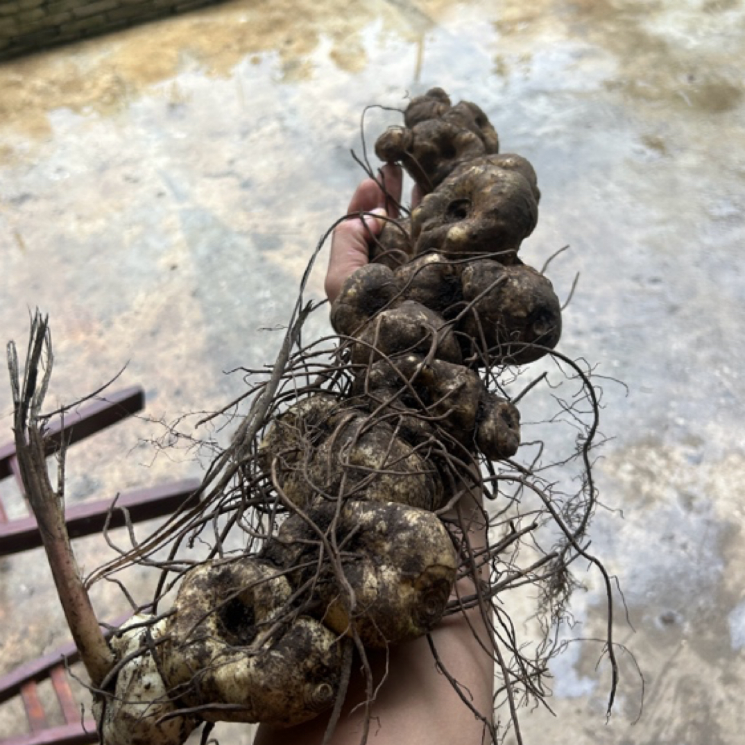 贵州深山野生山货通用连接，一物一拍100g包邮