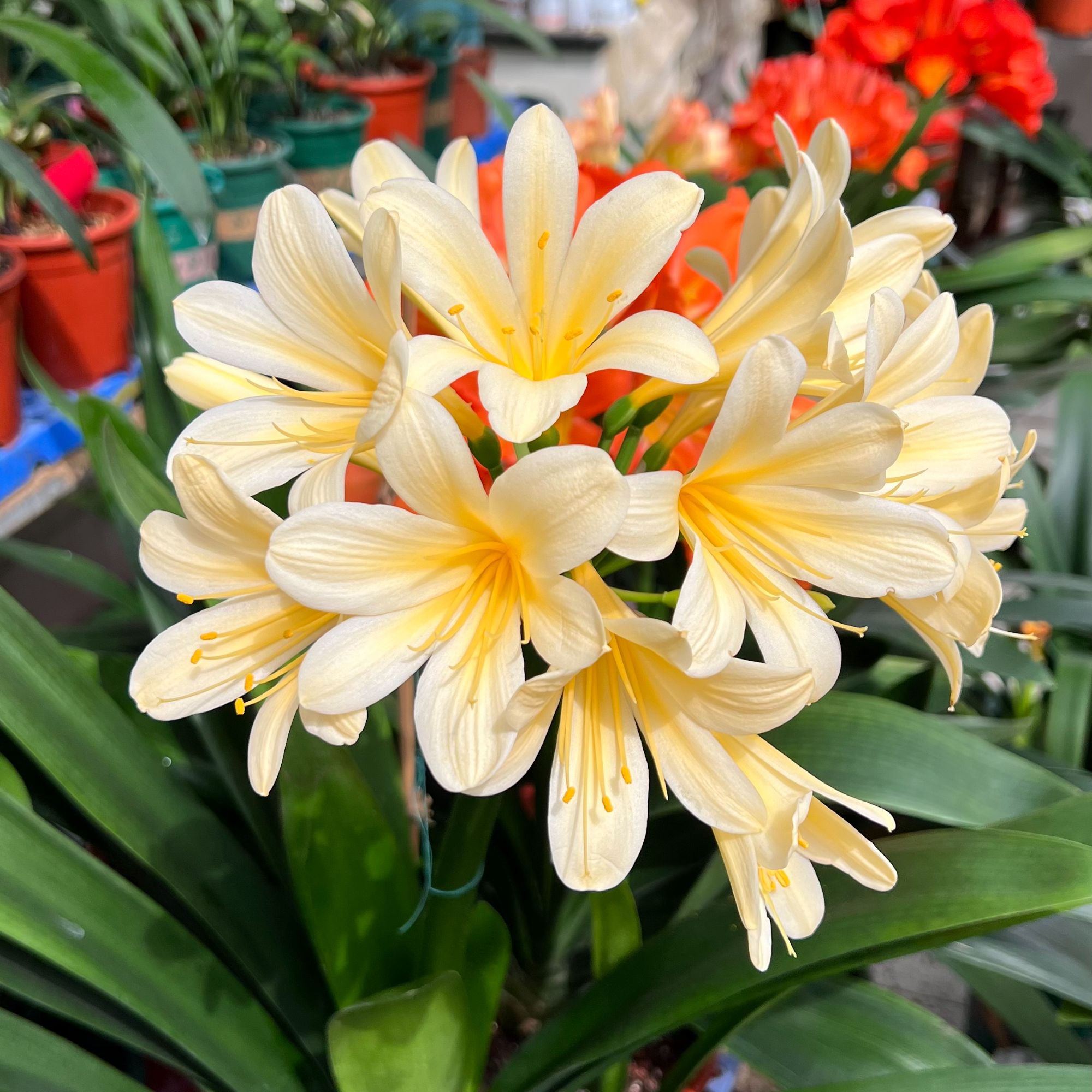 花卉君子兰以实物为准