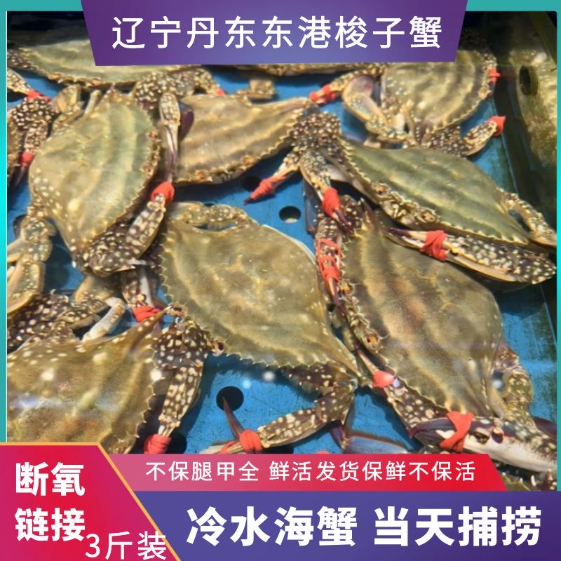 青【保鲜不保活】断氧梭子蟹2两左右/只 3斤装不保腿甲全