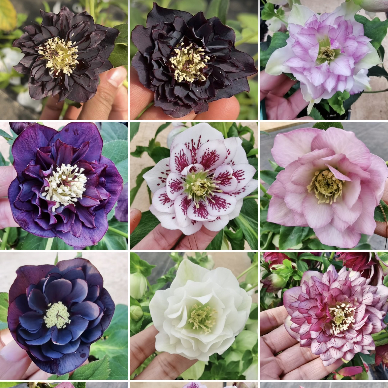 铁筷子圣诞玫瑰，《重瓣一物一拍》耐寒耐冷花花