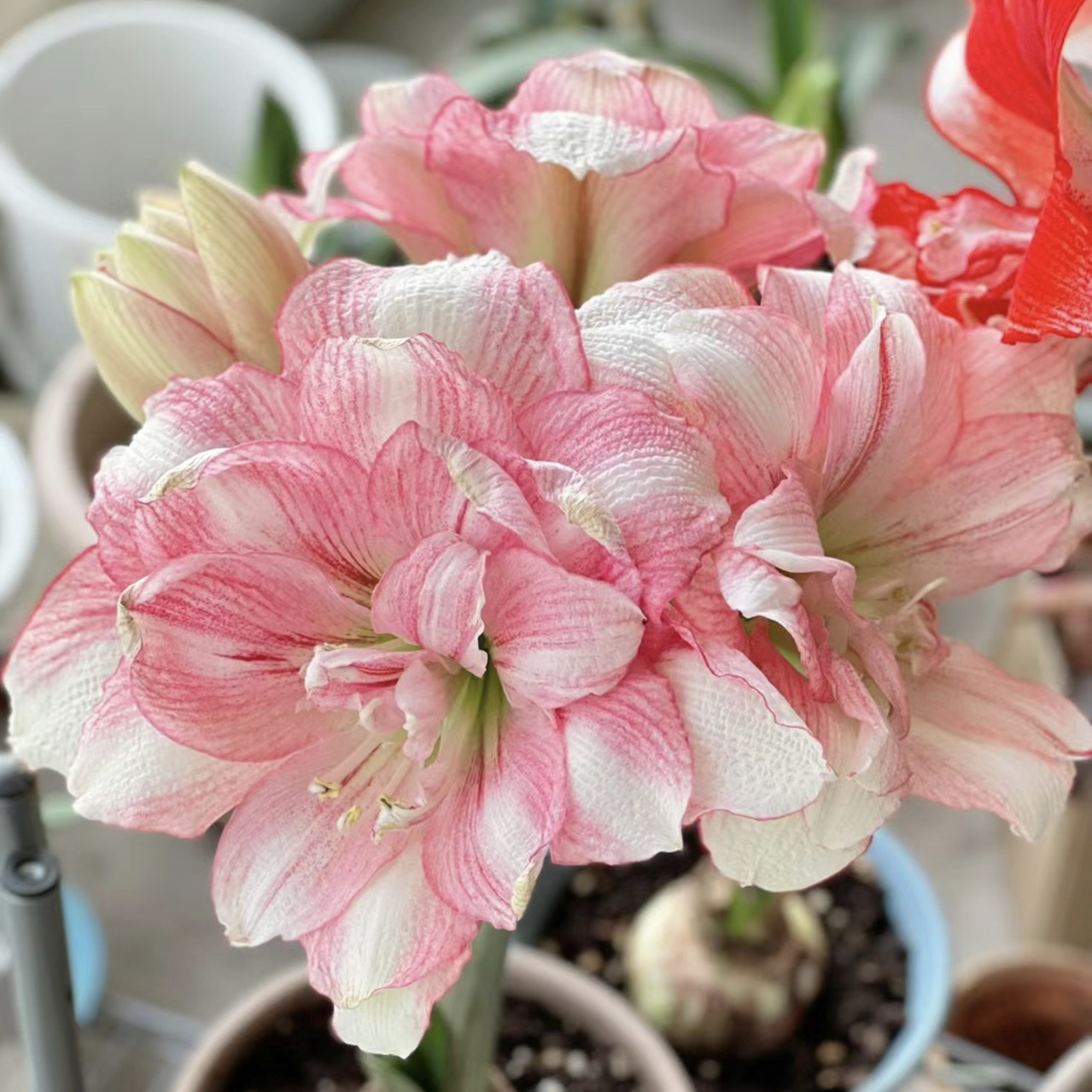 朱顶红卡布鲁斯，朱顶红卡布鲁斯盆栽新手入门好养皮实