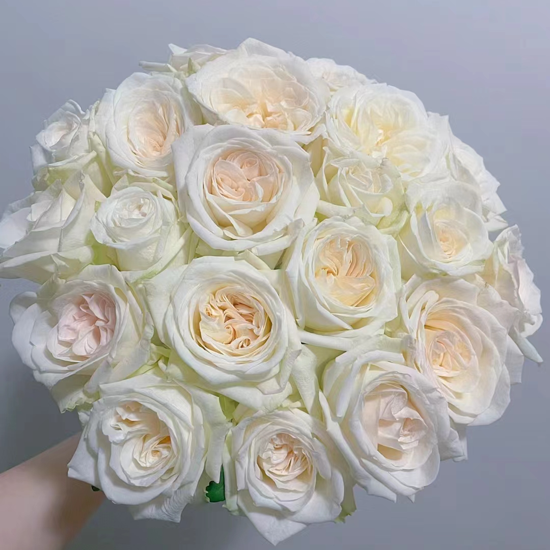 白荔枝 大花浓香 直立切花玫瑰月季