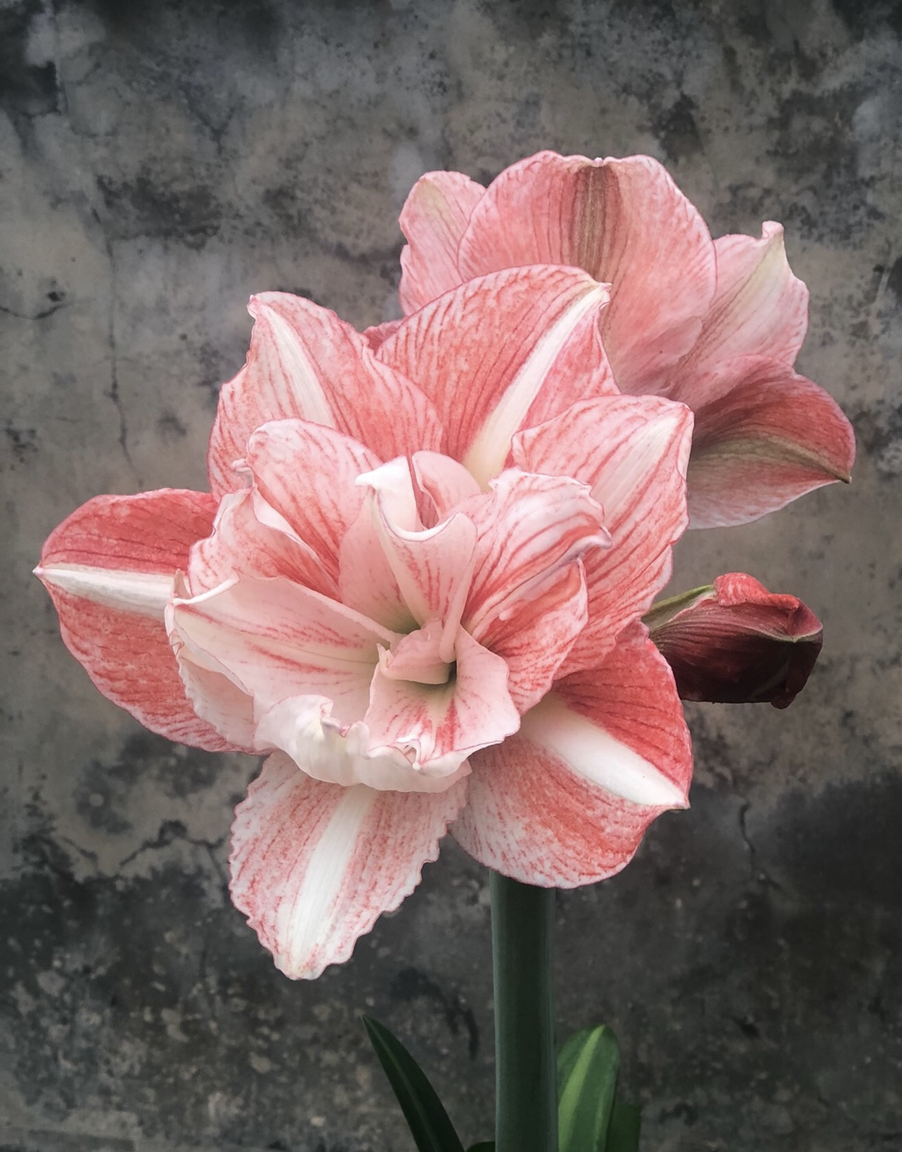 糖心朱顶红国内品种辰-吉祥颂歌2-3