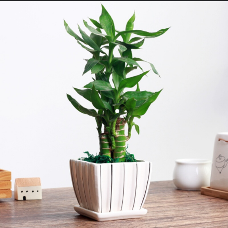 01对节白蜡老桩小叶雀阳台造型盆景湖北京山