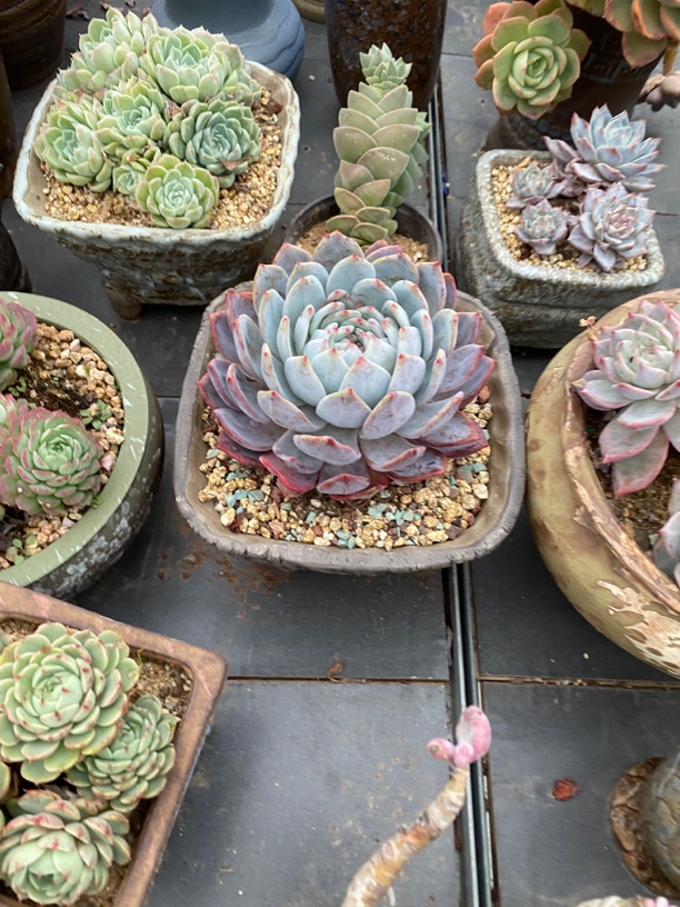 多肉植物法师缀化橙梦露，图片仅供参考，以直播间为准