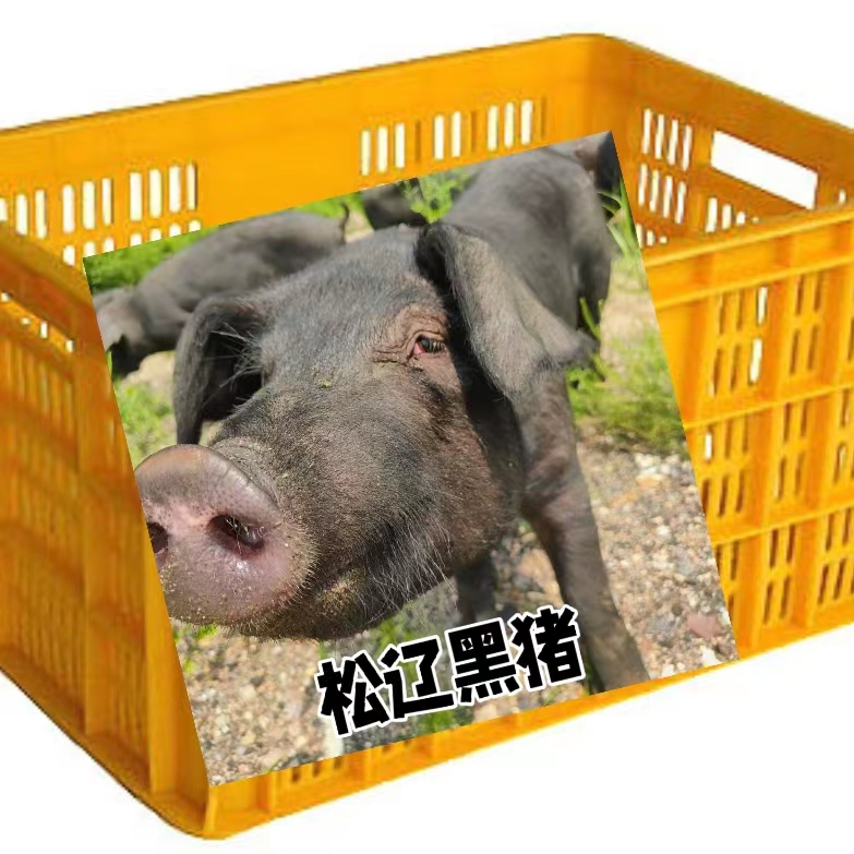 松辽黑猪仔猪活苗猪崽周转筐