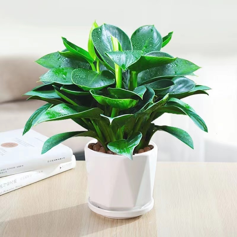 金钻绿公主室内绿植办公台桌面盆栽绿植生态植物清新翠绿四季常青
