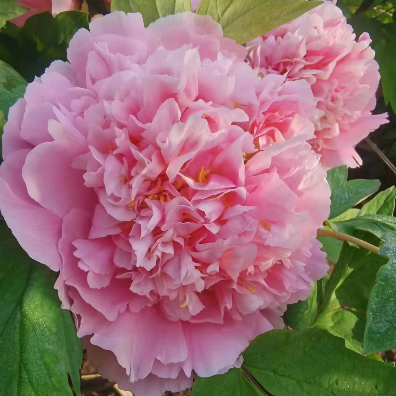 【软玉温香】菏泽基地直发，五年苗秋天发苗
