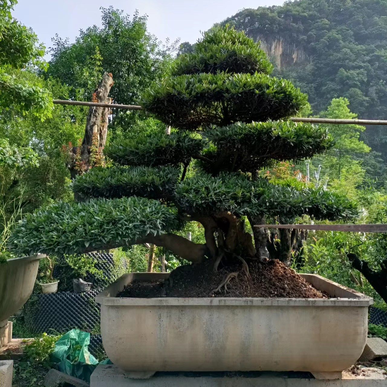 三峡蚊母树四季长青喜水喜阳