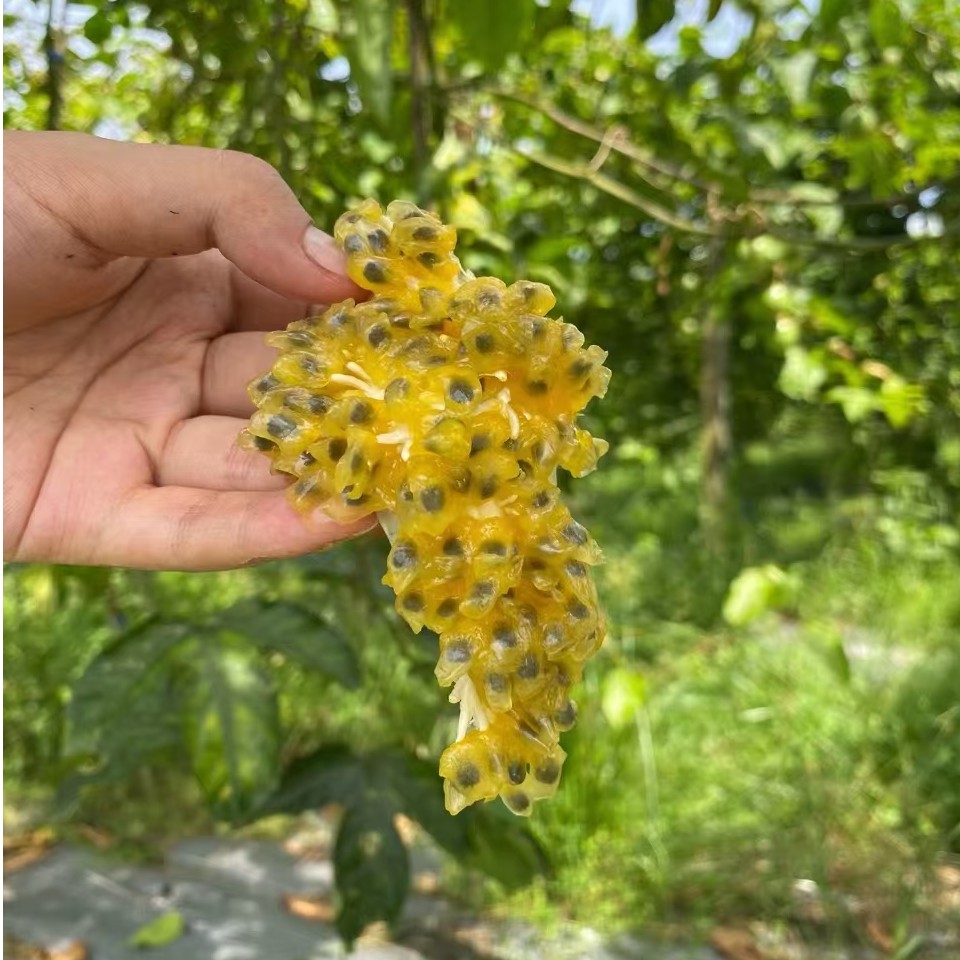 黄金百香果