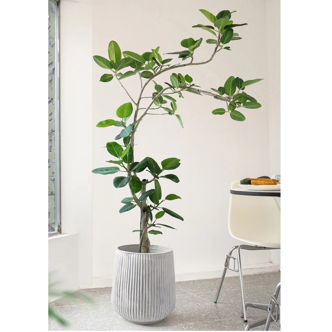 老桩高山榕盆栽造型绿植大型室内客厅好养北欧ins风家居落地植物