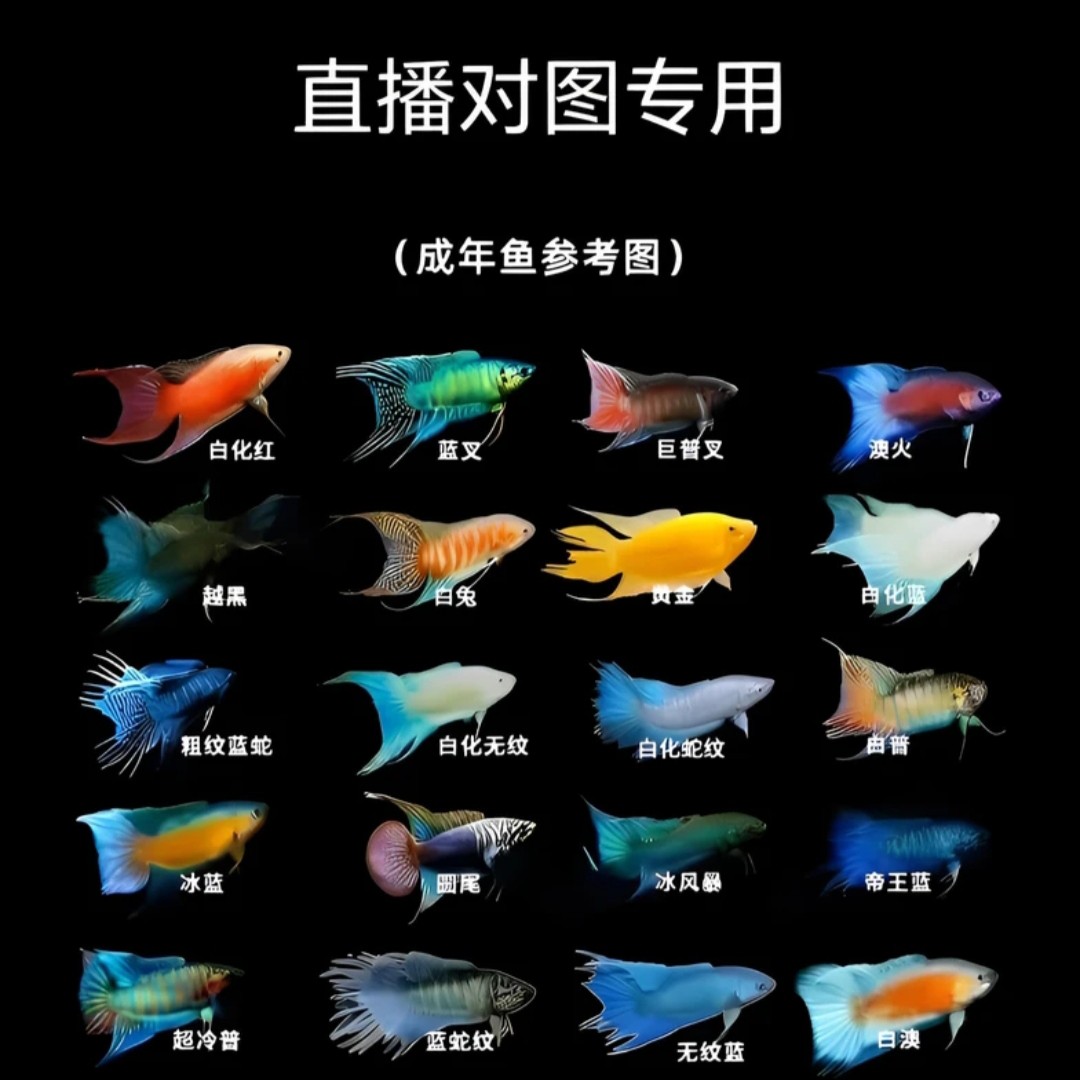 【直播一拍一物】斗鱼观赏鱼中国斗鱼冷水观赏鱼