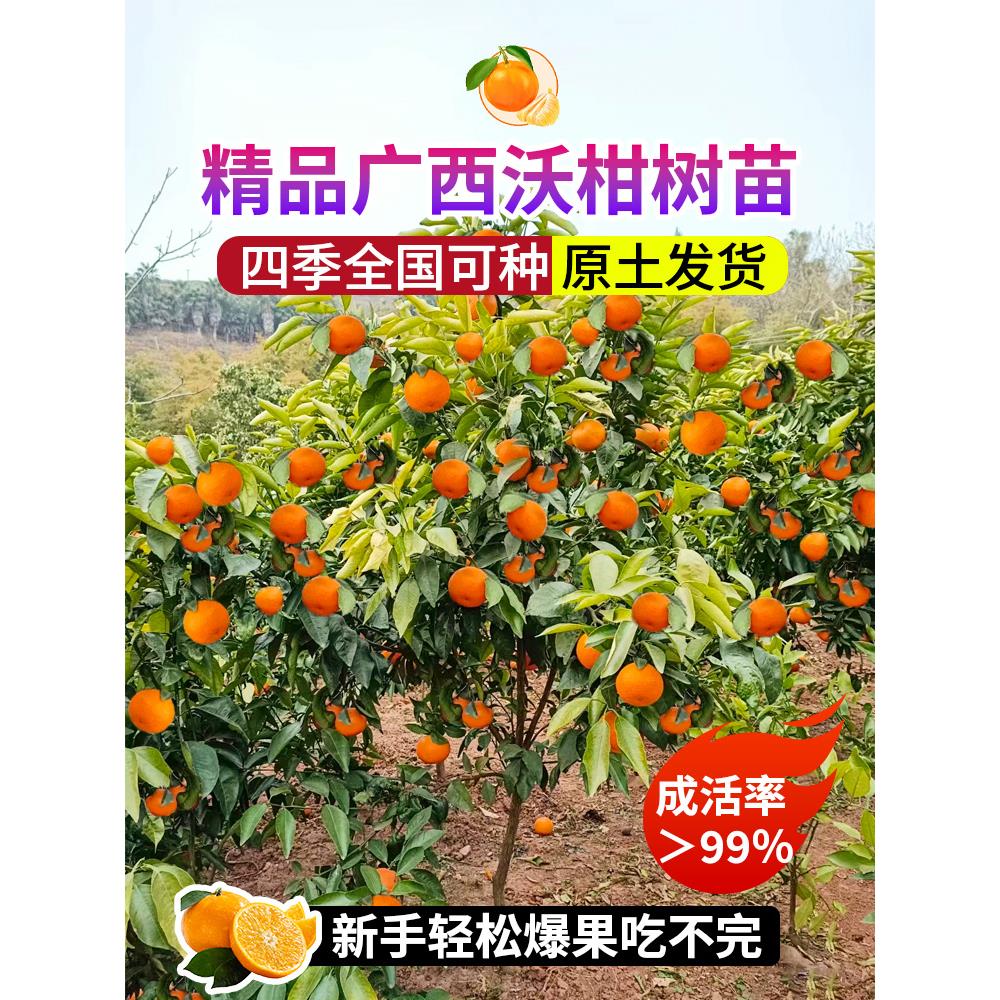 无籽沃柑树苗正宗武鸣无核桔子橙子盆栽广西嫁接新品柑橘子树果苗