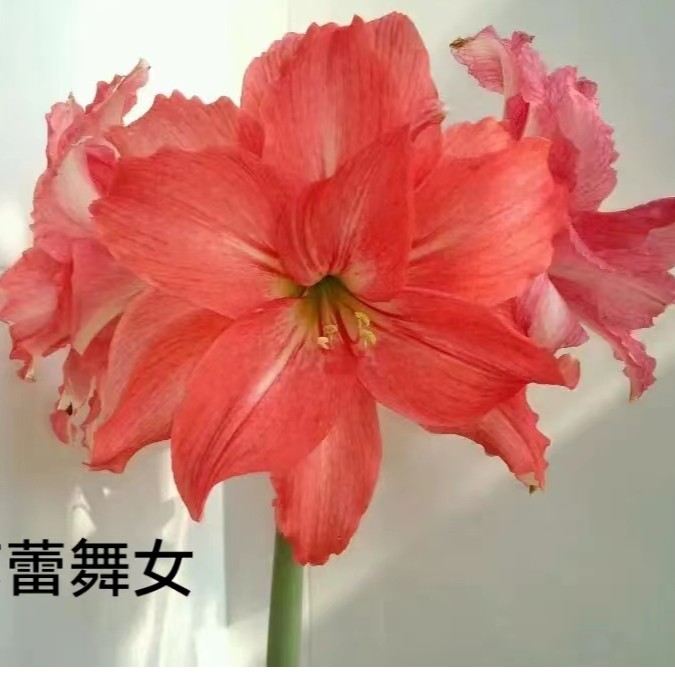 【芭蕾舞女】 南非进口朱顶红  复壮球  剪叶发货