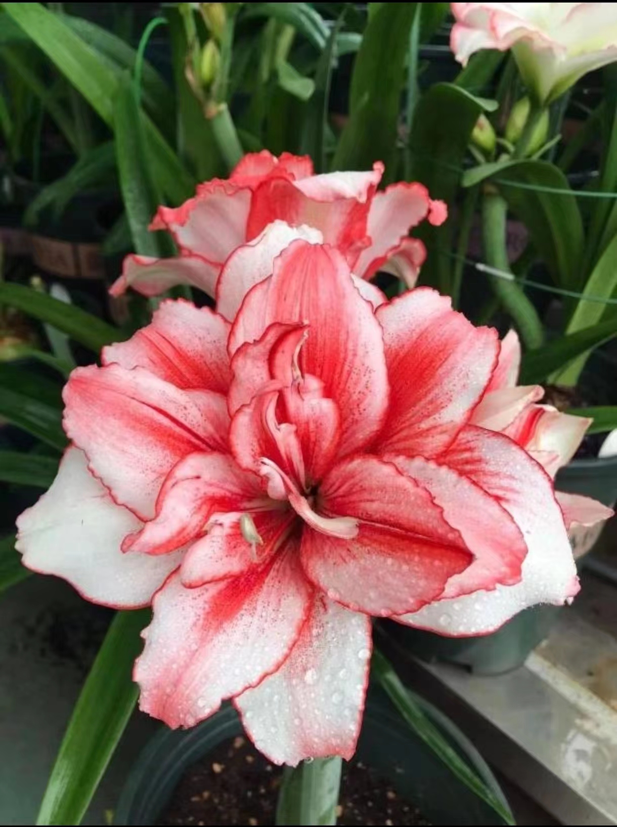 【烟火】 朱顶红国内杂交自育 花色类似鬼魅朱顶红重瓣品种大花型