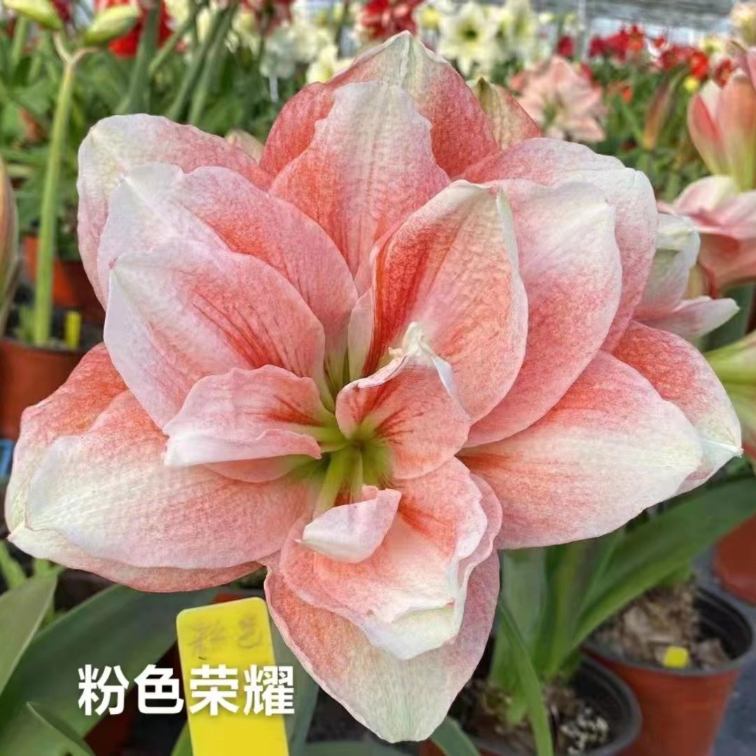 朱顶红【粉色荣耀】 重瓣 荷兰朱顶红盆栽种球 