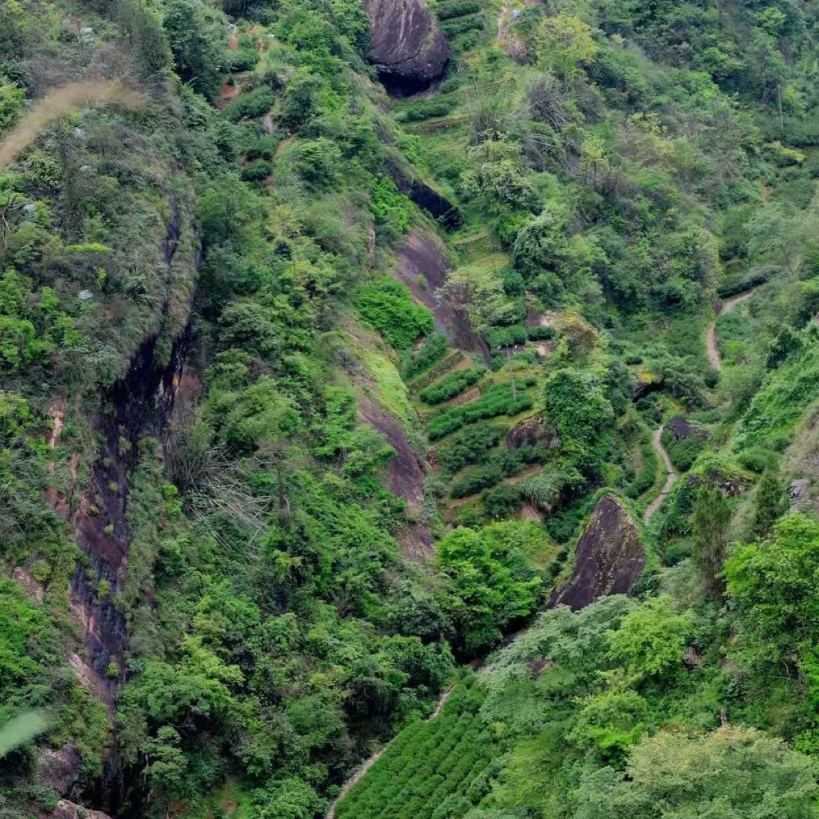 【张工的茶】涧水幽兰·坑涧水仙 2泡
