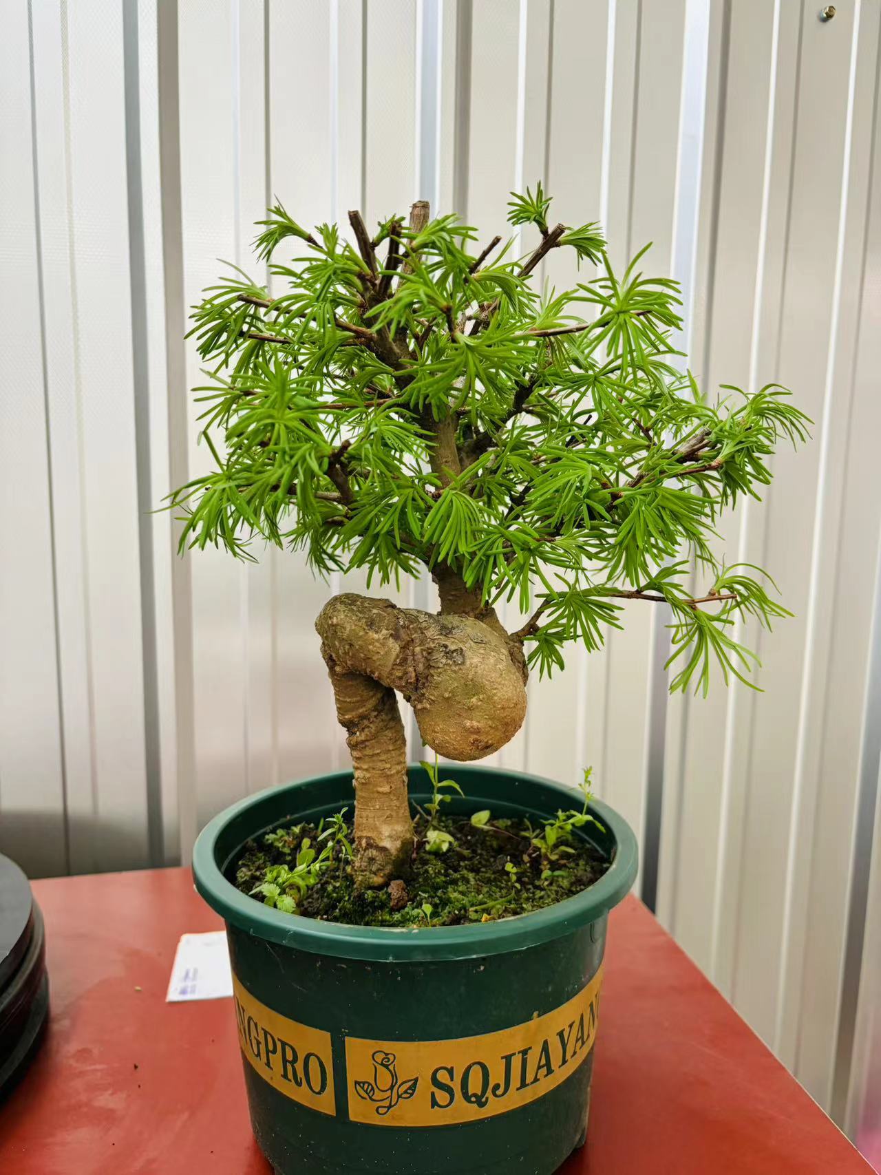金钱松盆栽盆景植物庭院造景室内客厅老桩