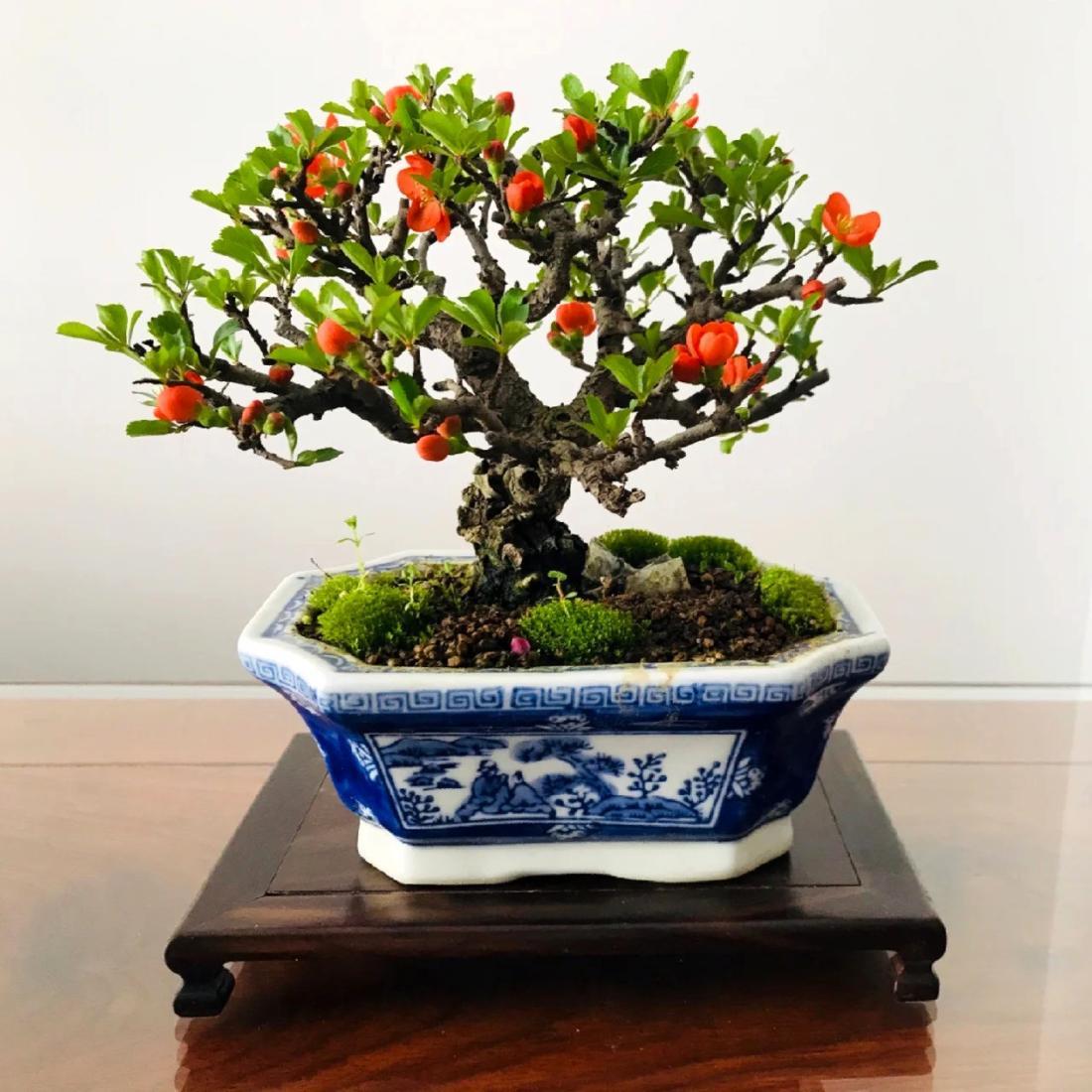 长寿梅红花一号小造型盆景一物一拍