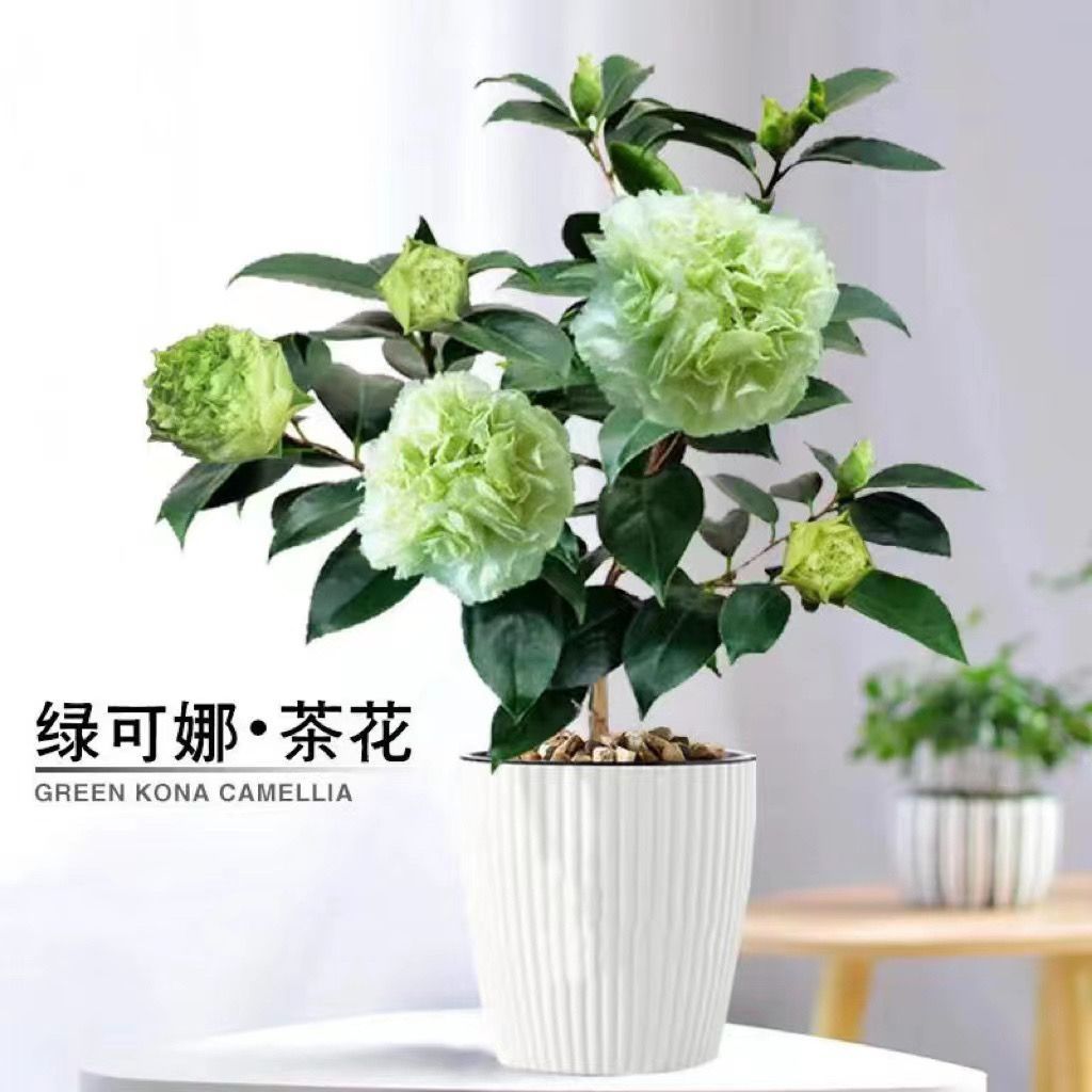 绿可娜名贵茶花可阳台庭院地栽四季不落叶四季常青