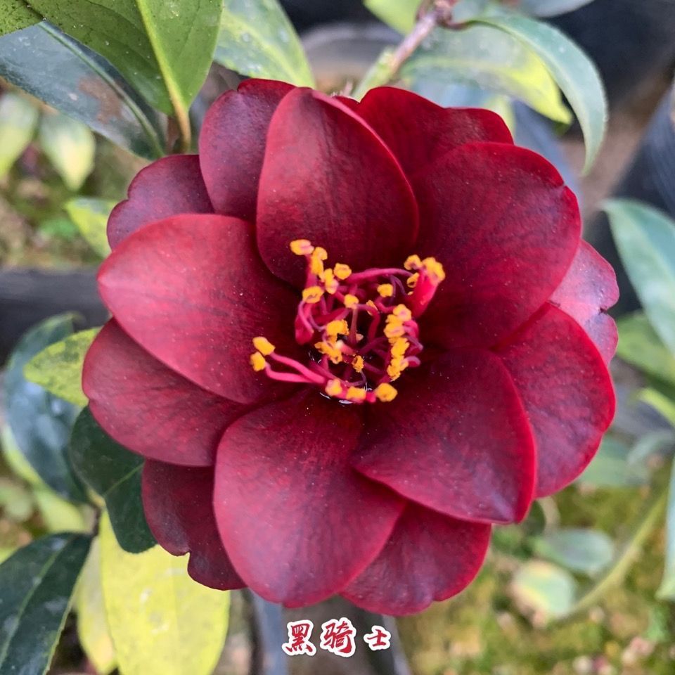 黑骑士名贵茶花花期长好养易活庭院阳台地栽花卉四季常青