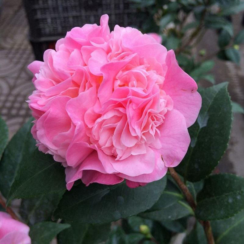 香妃浓香型茶花室内庭院阳台四季不落叶