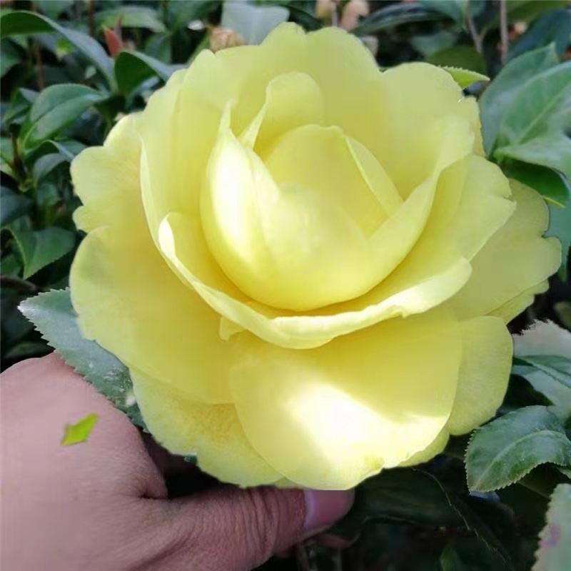 正黄旗名贵茶花可地栽庭院阳台四季长青不落叶