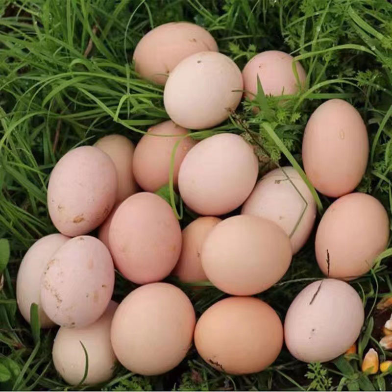 散养新鲜农村草鸡蛋鲜鸡蛋44枚土鸡蛋➕6枚乌鸡蛋共50枚4.8斤以上