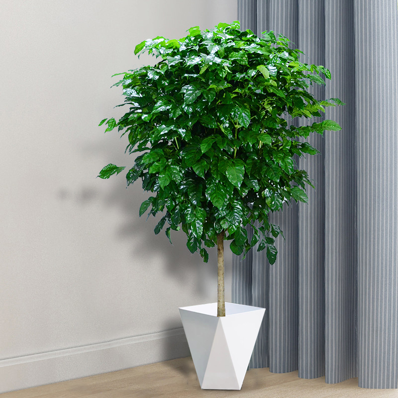 130-150cm大盆大苗独杆棒棒糖幸福树室内绿植  四季常青