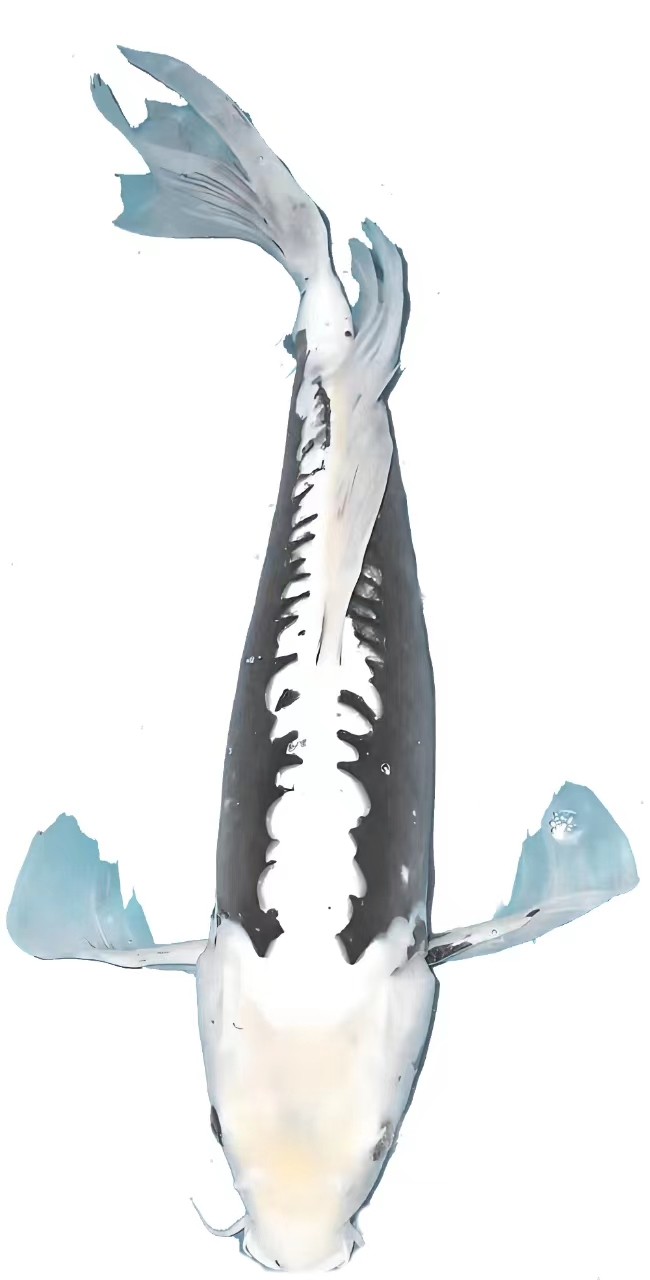 韬哥一品高端红白大正白写绯写锦鲤鱼小鱼观赏鱼火鲤养殖