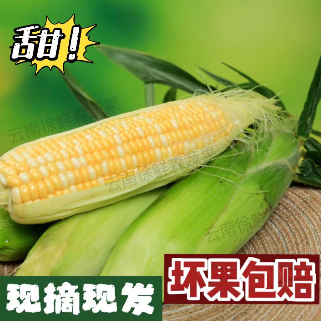 钓鱼款 水果玉米5斤装